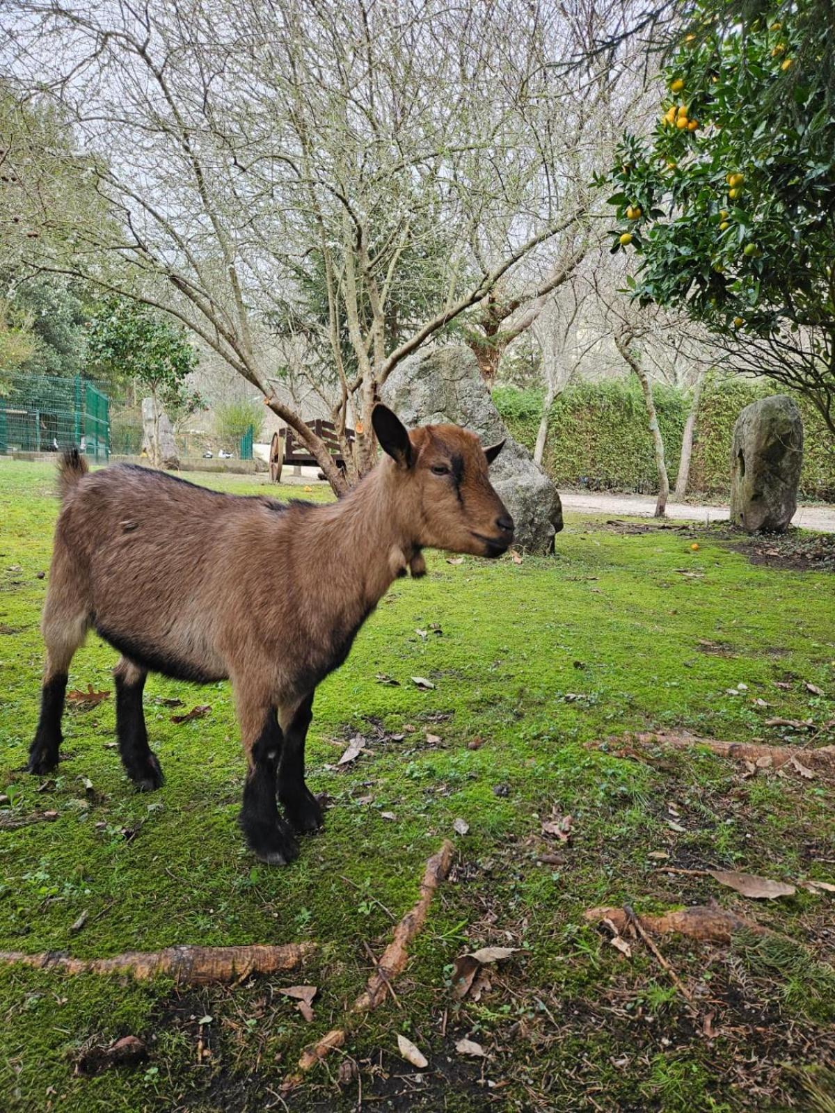 Camping Rural Ria De Arosa 2 Ribeira Dış mekan fotoğraf
