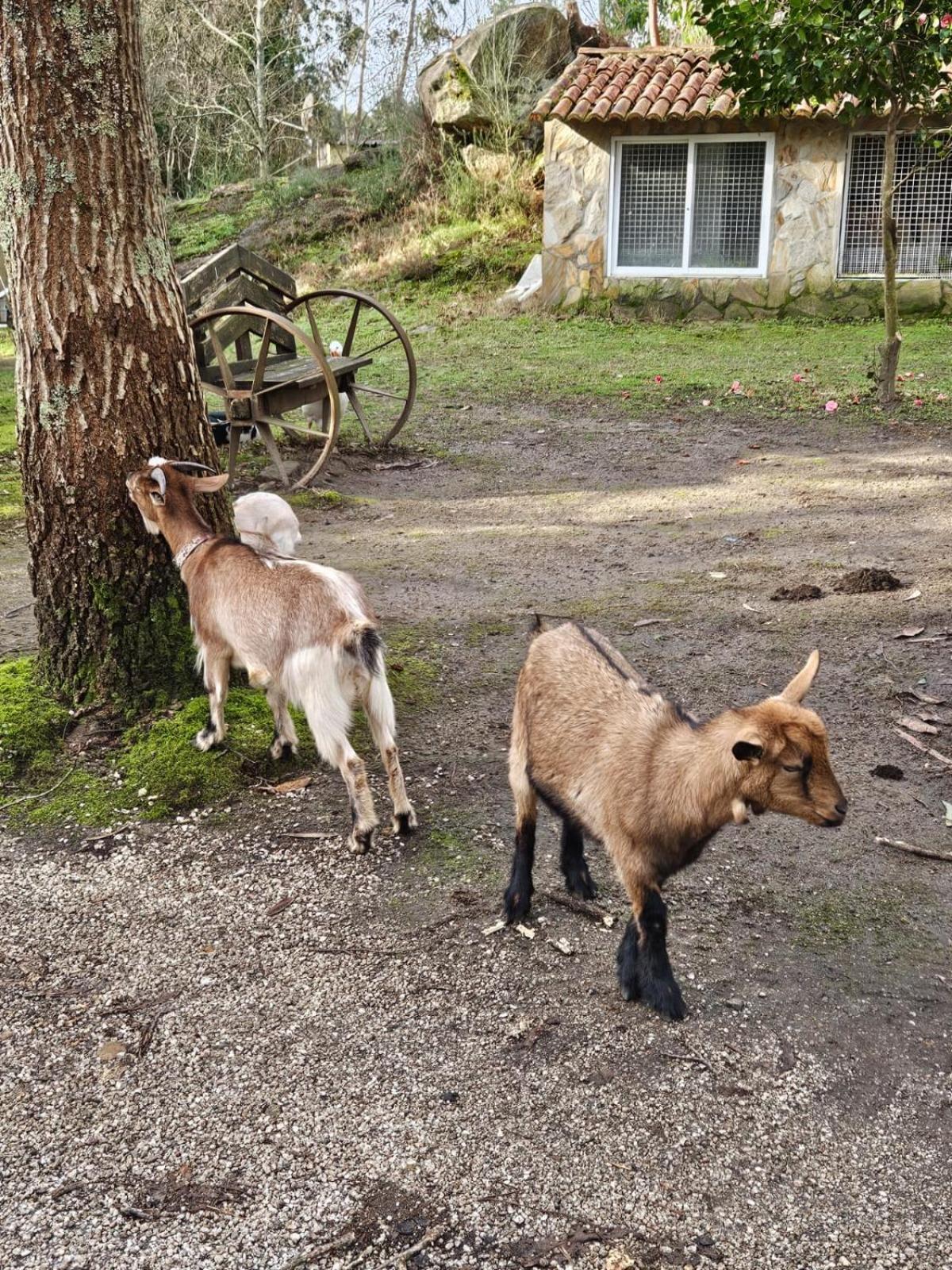 Camping Rural Ria De Arosa 2 Ribeira Dış mekan fotoğraf